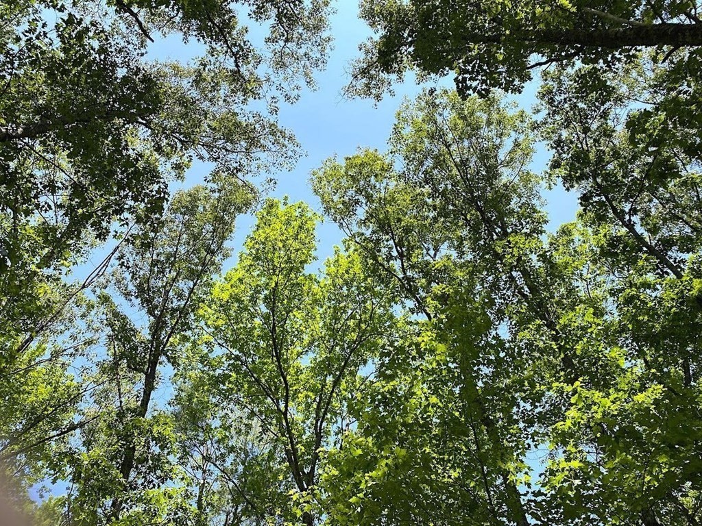 0 Brickyard Road Athol, MA 01331 - Photo 16 of 17 a view of a forest with a tree