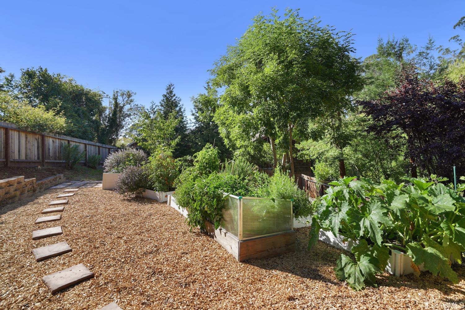 31 Avenida Drive Berkeley, CA 94708 - Photo 30 of 32 a view of a backyard with plants and trees