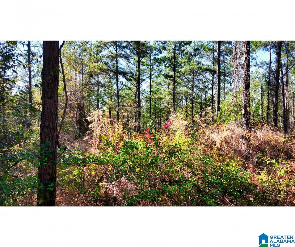 0 Cemetery Road Marion, AL 36756 - Photo 5 of 7