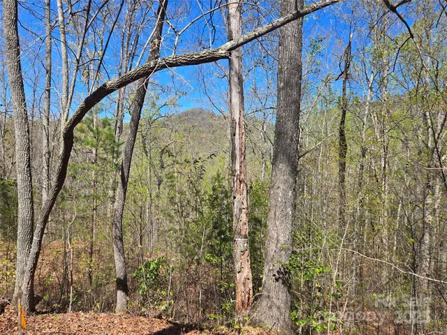 a view of a yard with plants and large trees
