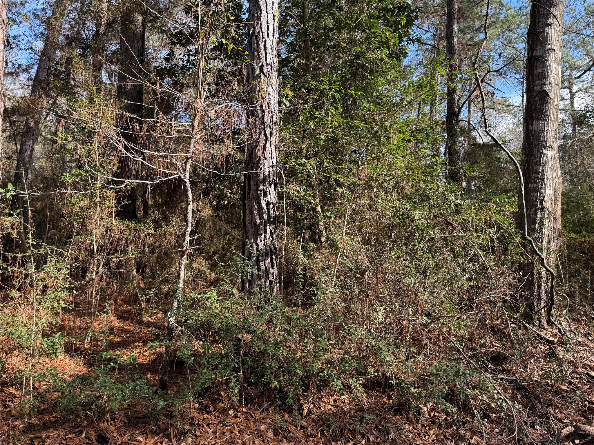 Lot 2 John Keely Road Zavalla, TX 75980 - Photo 3 of 9 a view of a house with a tree