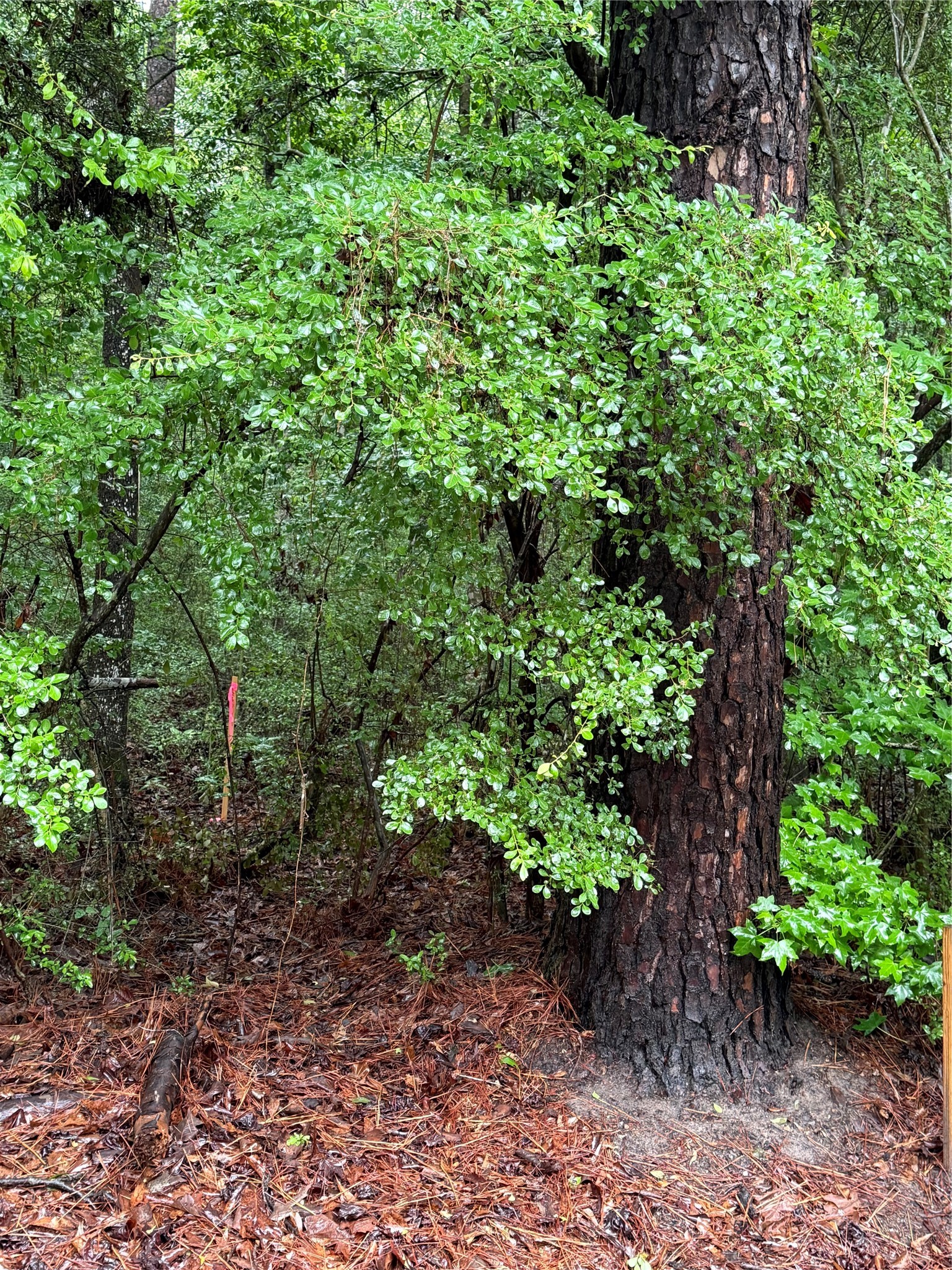 Lot 2 John Keely Road Zavalla, TX 75980 - Photo 6 of 9 a plant view in yard