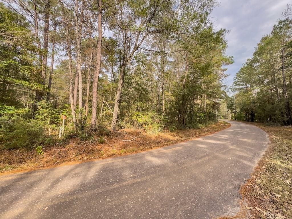 Lot 2 John Keely Road Zavalla, TX 75980 - Photo 7 of 9 a view of open space with large trees
