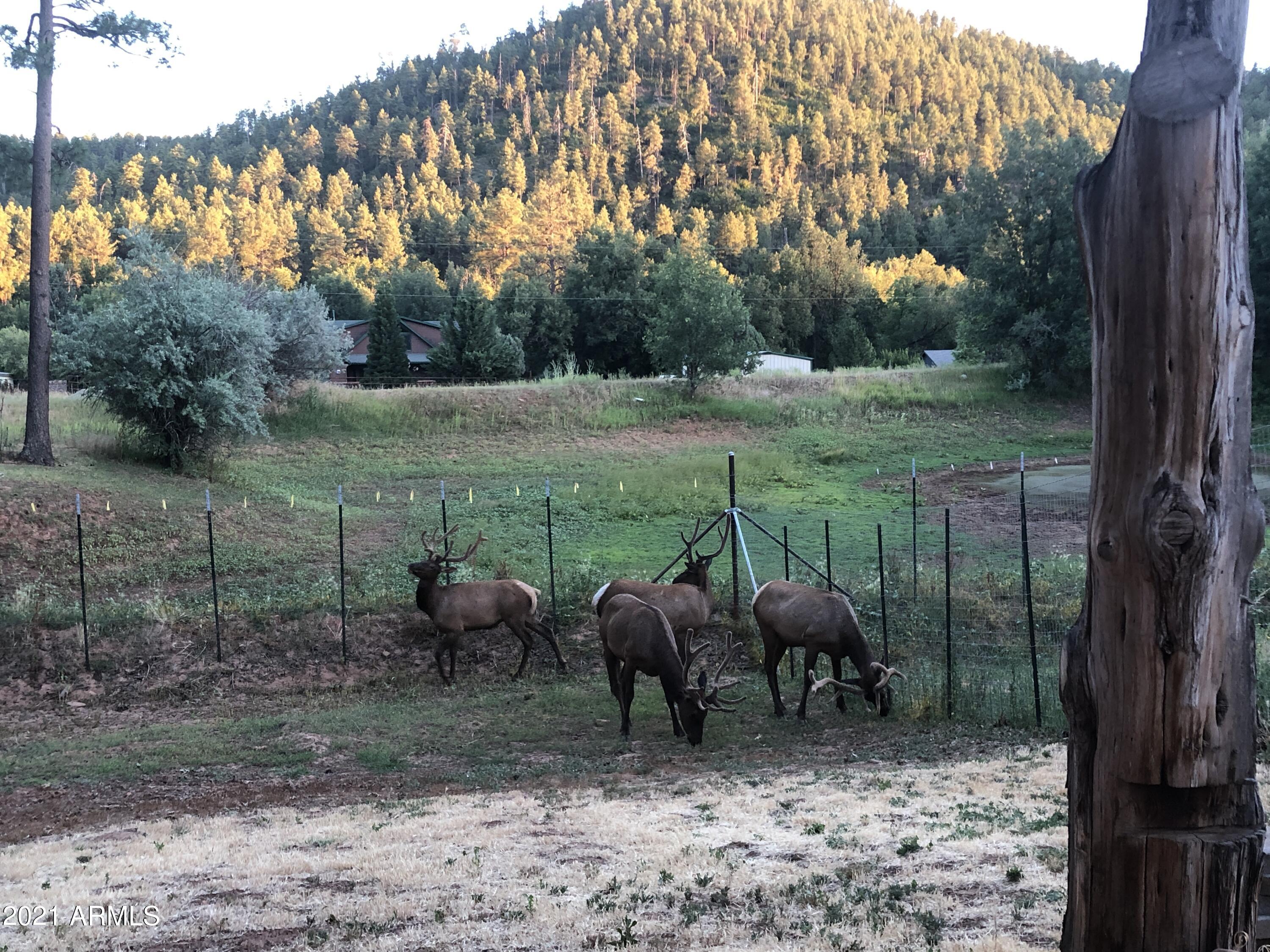 9225 Fossil Creek Road Strawberry, AZ 85544 - Photo 30 of 36 Elk grazing in backyard from swing 5