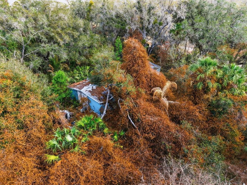 8529 Lithia Pinecrest Road Lithia, FL 33547 - Photo 11 of 12 a view of a forest with a tree