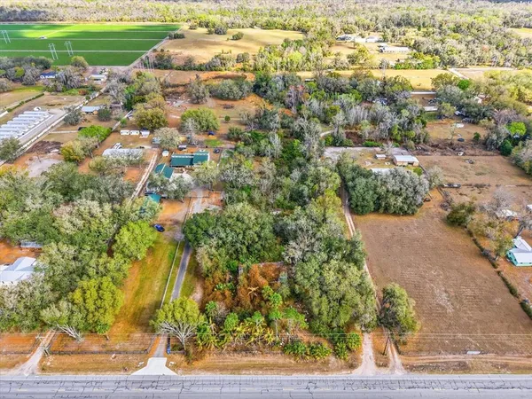 a view of a forest with a tree