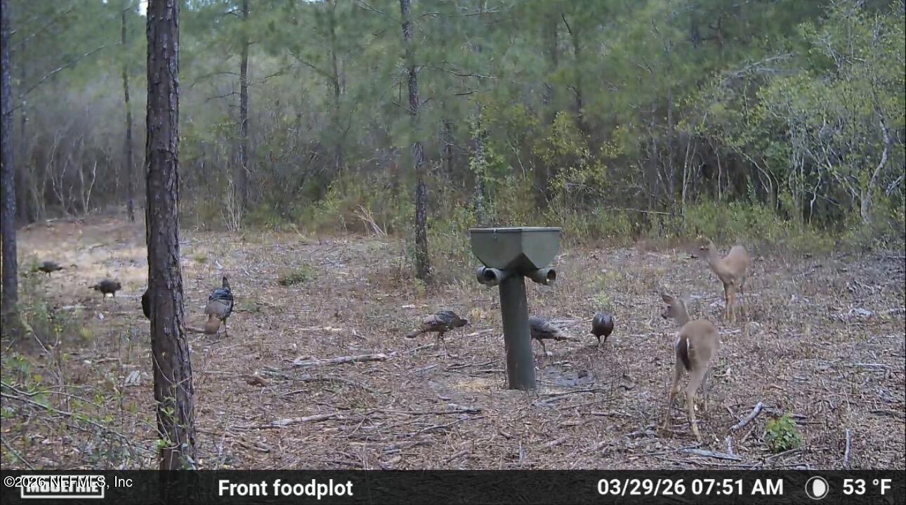 O Lazy Pines Road Glen St. Mary, FL 32040 - Photo 19 of 20 a view of a dry yard