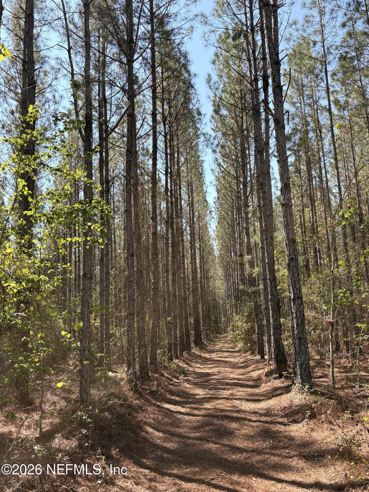 O Lazy Pines Road Glen St. Mary, FL 32040 - Photo 2 of 20 a view of outdoor space with trees