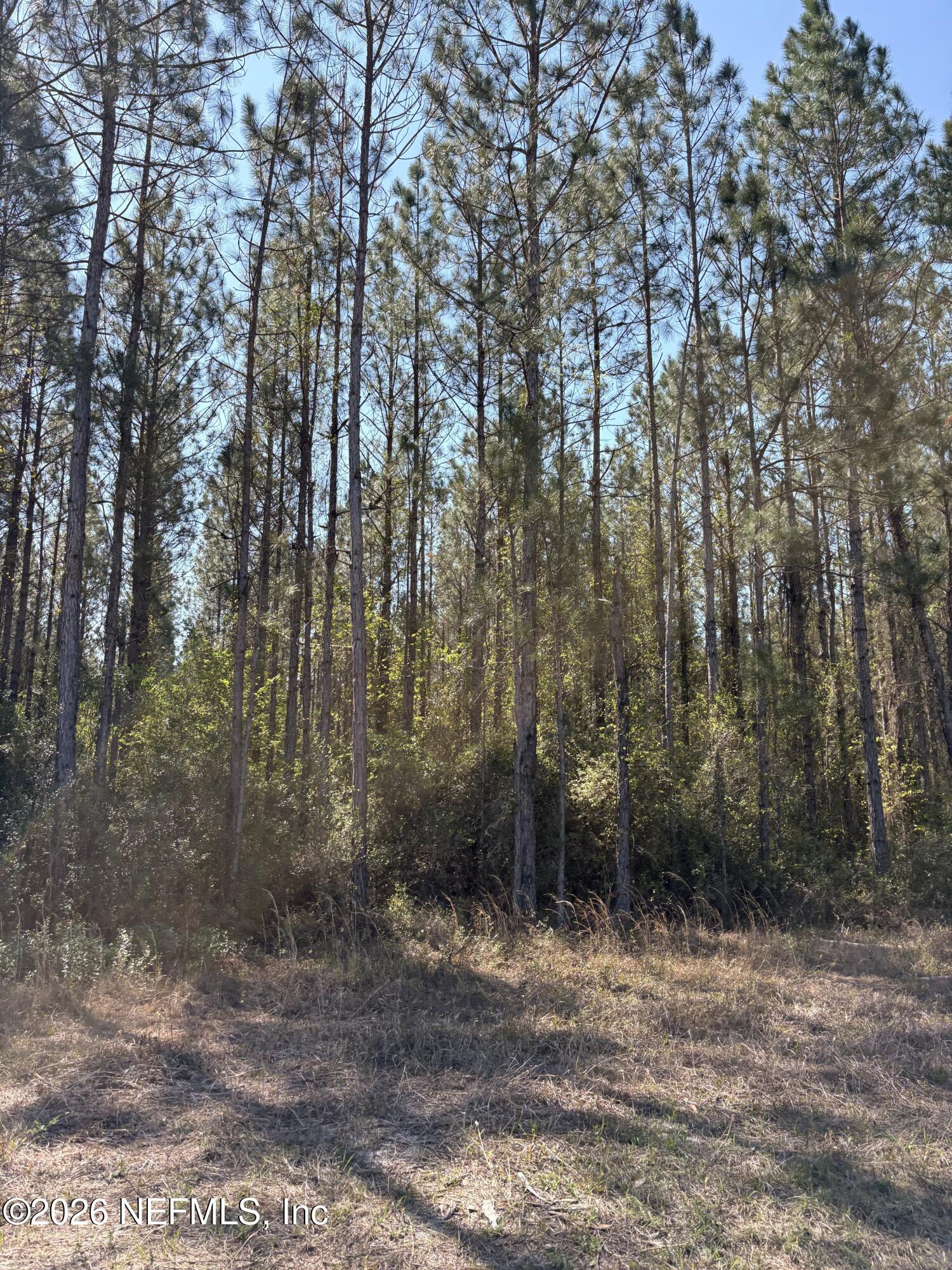 O Lazy Pines Road Glen St. Mary, FL 32040 - Photo 3 of 20 a view of a yard with trees in the background