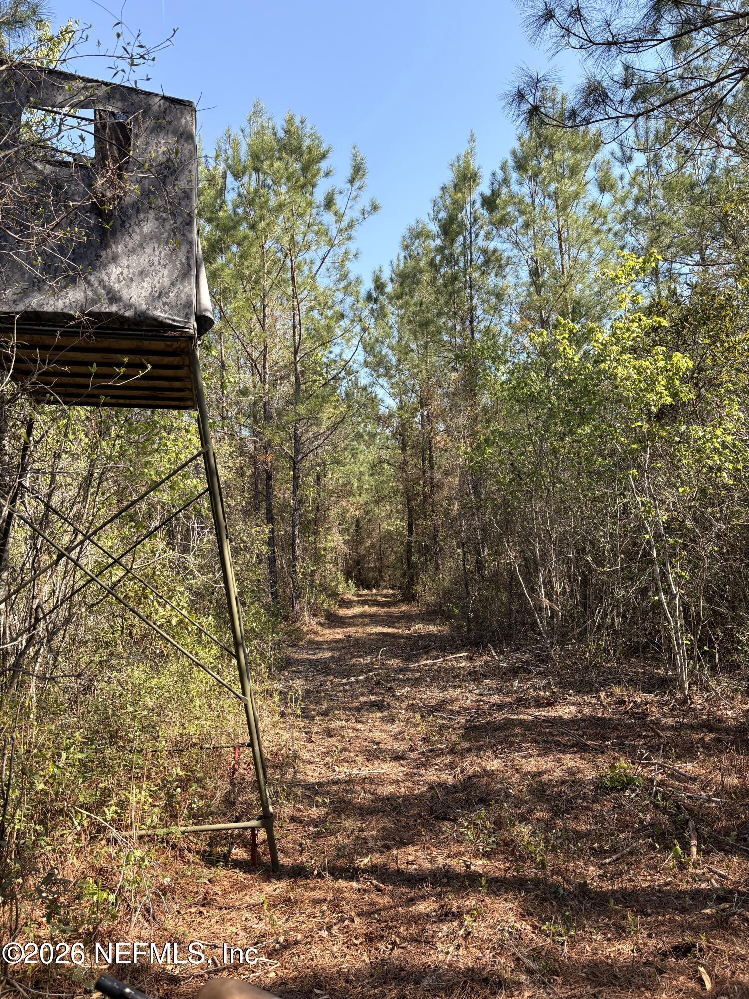 O Lazy Pines Road Glen St. Mary, FL 32040 - Photo 4 of 20 a view of a yard with trees