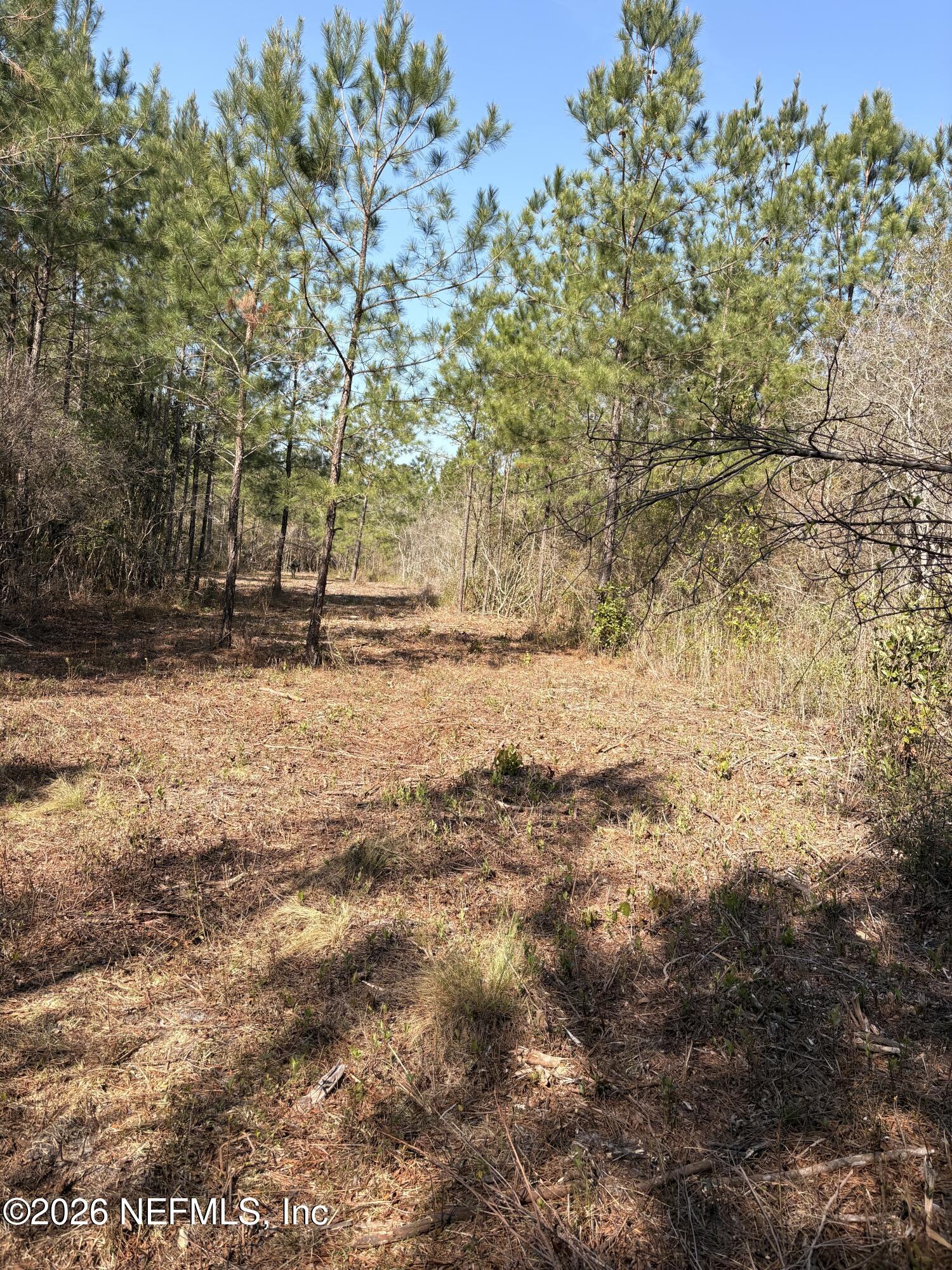 O Lazy Pines Road Glen St. Mary, FL 32040 - Photo 7 of 20 a view of a yard with trees