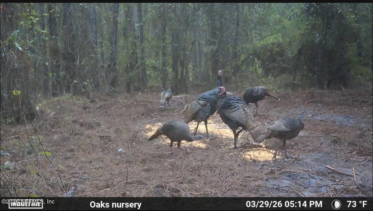 O Lazy Pines Road Glen St. Mary, FL 32040 - Photo 10 of 20 a view of a yard