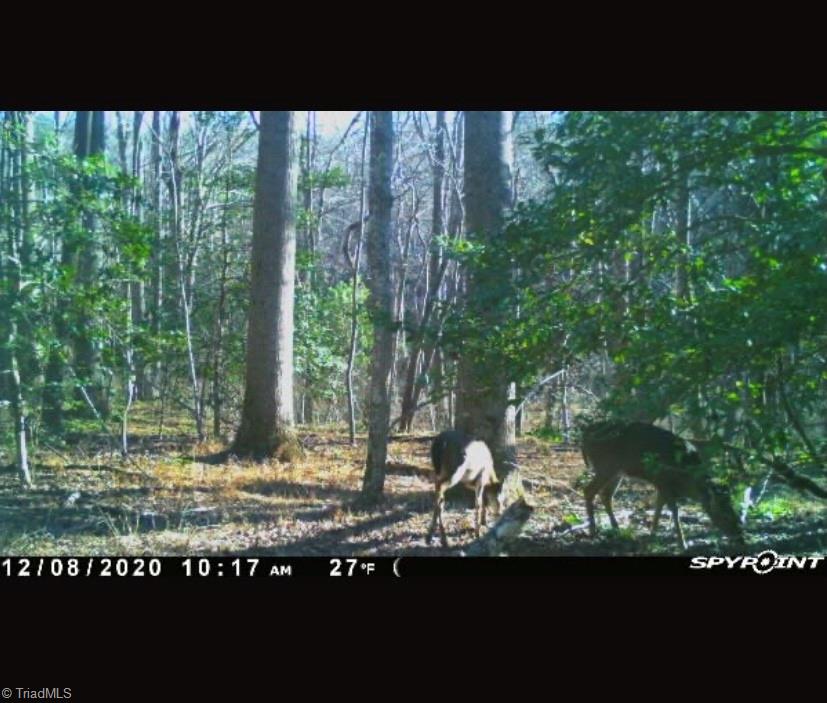 2232 Old Lowgap Road Lowgap, NC 27024 - Photo 8 of 10 Gallery Image 8