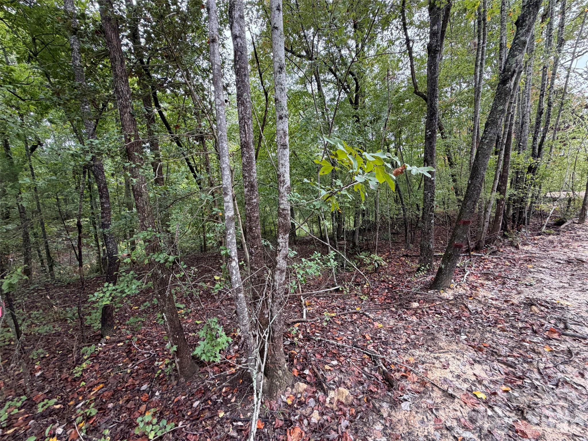 V/l West Thompson Road Rutherfordton, NC 28139 - Photo 5 of 21 Gallery Image 5