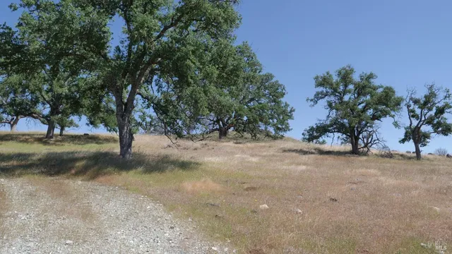 a view of a yard with a tree