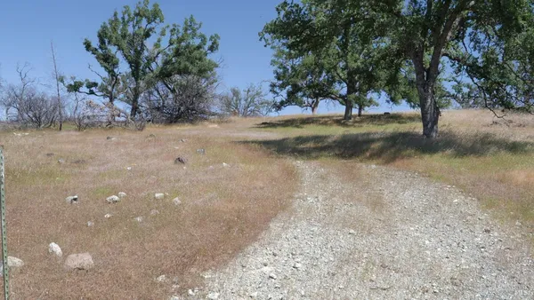 a view of a yard with a tree