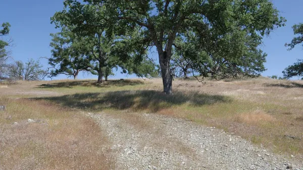 a view of a yard with a tree