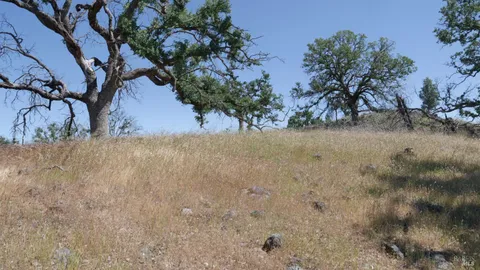 a view of a forest with trees