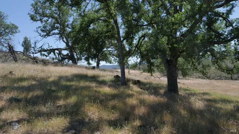 a view of large trees