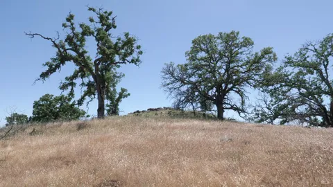 a view of a dry field with mountains in the background