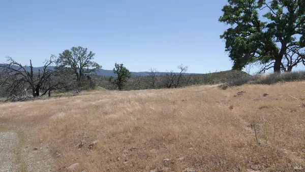 a view of a dry yard with trees