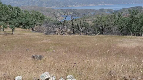 a view of a dry yard with trees