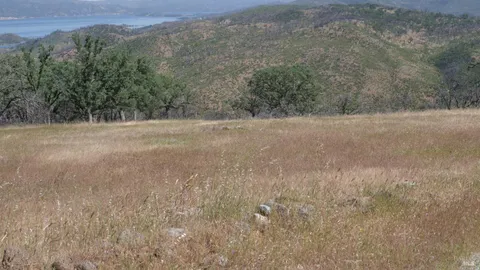 a view of a dry field with trees in background