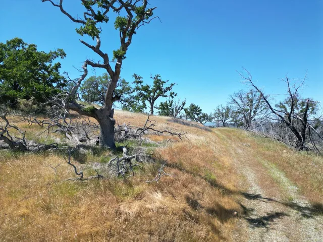a view of a tree in a yard with a tree