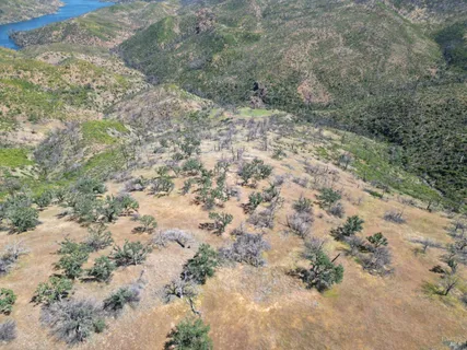 a view of a yard with a tree