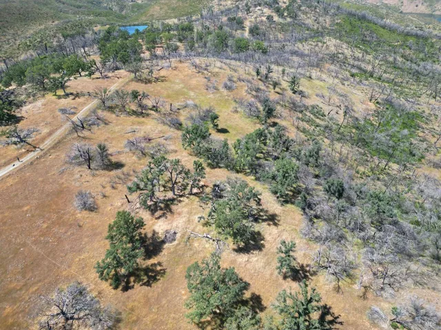 a view of a forest with trees
