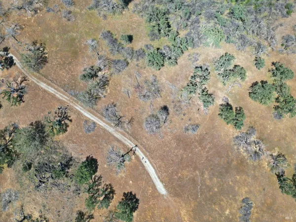 a view of a dry yard with trees
