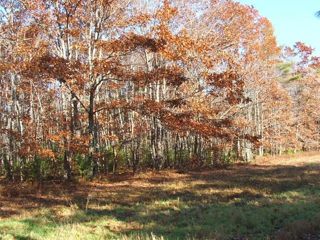34 Buzzell Road Biddeford, ME 04005 - Photo 3 of 5 Photo