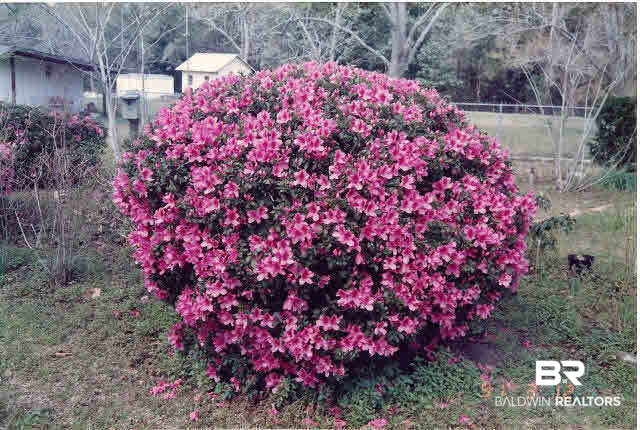 34205 West Barclay Avenue Lillian, AL 36549 - Photo 45 of 46 Blooms in Spring