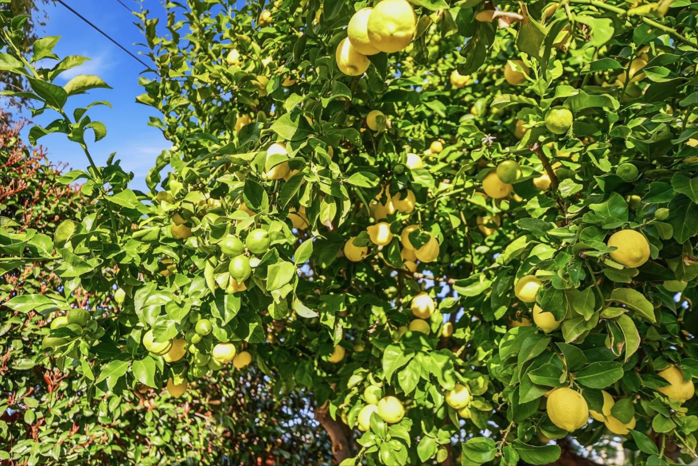 797 Fife Way Sunnyvale, CA 94087 - Photo 40 of 41