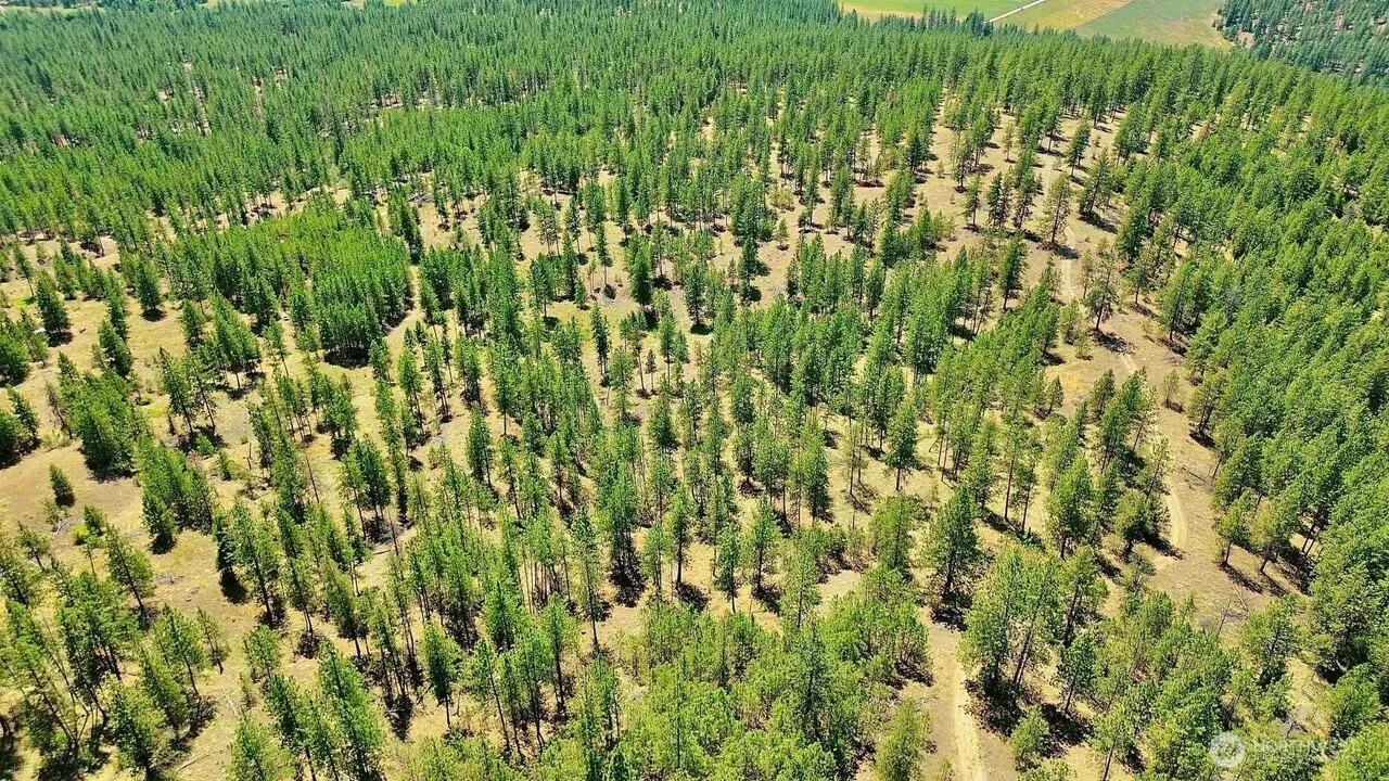5687-bb Corkscrew Canyon Road Tumtum, WA 99034 - Photo 17 of 19 a close up of a lush green space