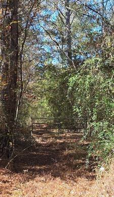 2900 Lay Springs Road Gadsden, AL 35904 - Photo 4 of 6 a view of a yard with a tree