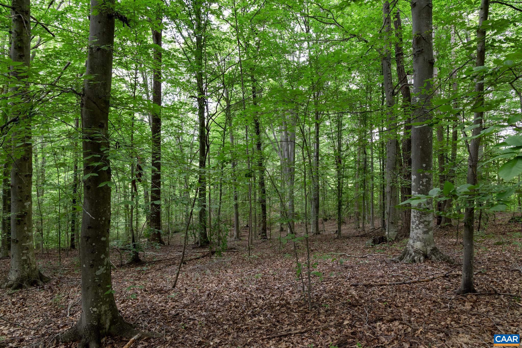 Lot 68 Palmer Place, Unit 68 Ruckersville, VA 22968 - Photo 5 of 15