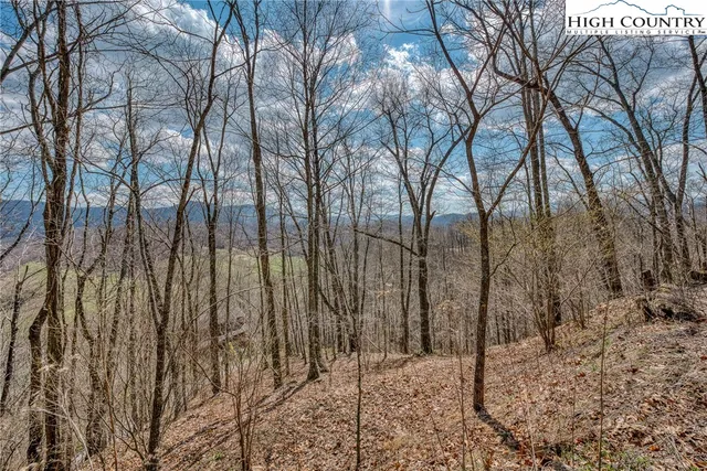 a view of a forest filled with trees