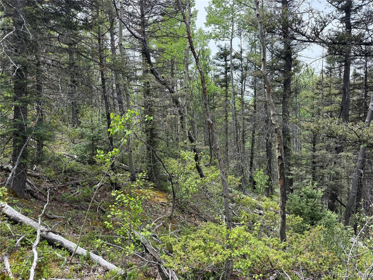 6795 Starkweather Road San Luis, CO 81152 - Photo 22 of 23 a view of a forest with a tree
