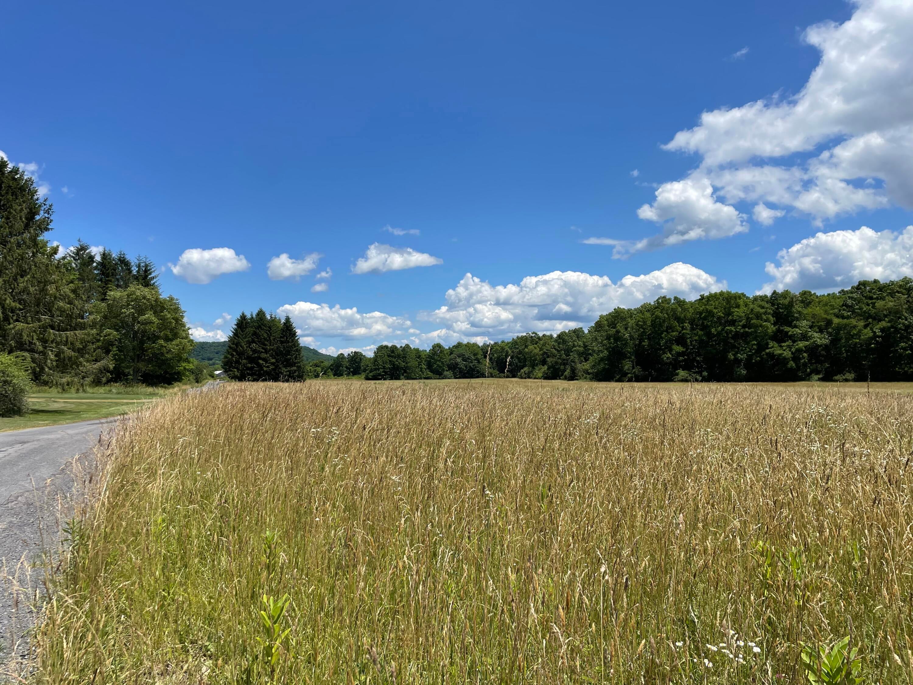 2561 Morris Branch Road Meadow Bridge, WV 25976 - Photo 23 of 55 Hay field