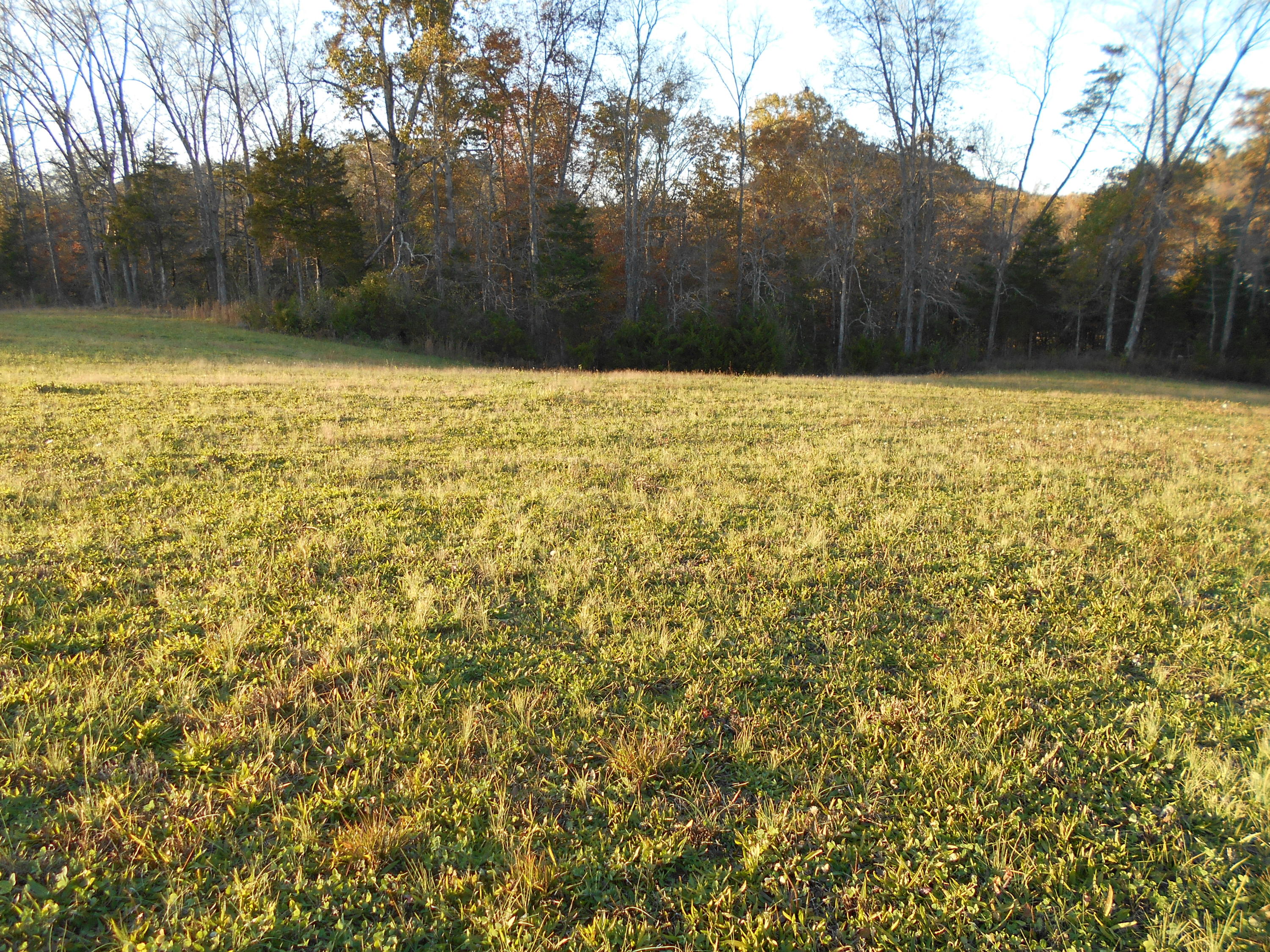 Lot # Shadden Road Tellico Plains, TN 37385 - Photo 10 of 17 DSCN3402