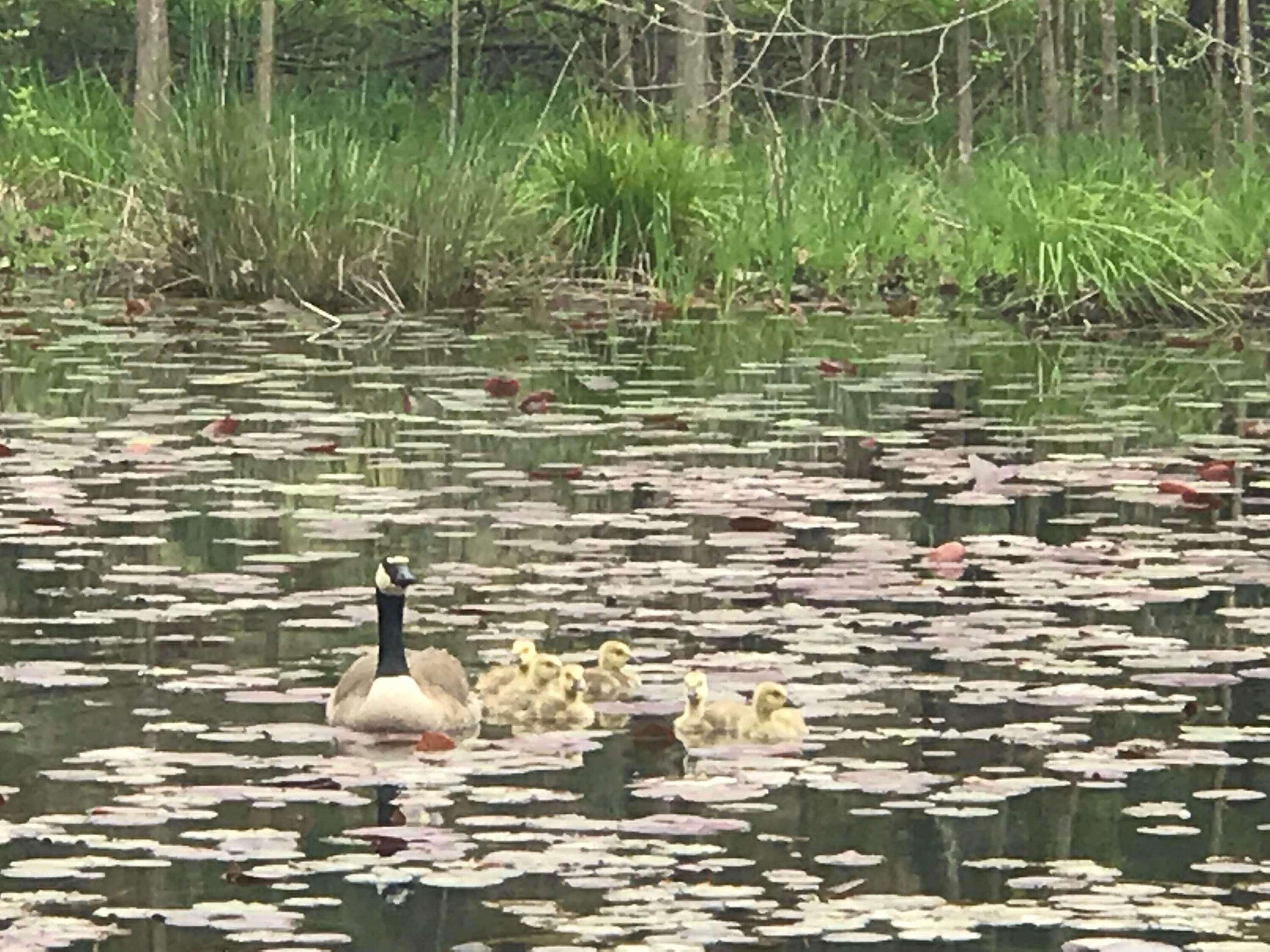 25779 Bailey Road Rockbridge, OH 43149 - Photo 25 of 89 Pond