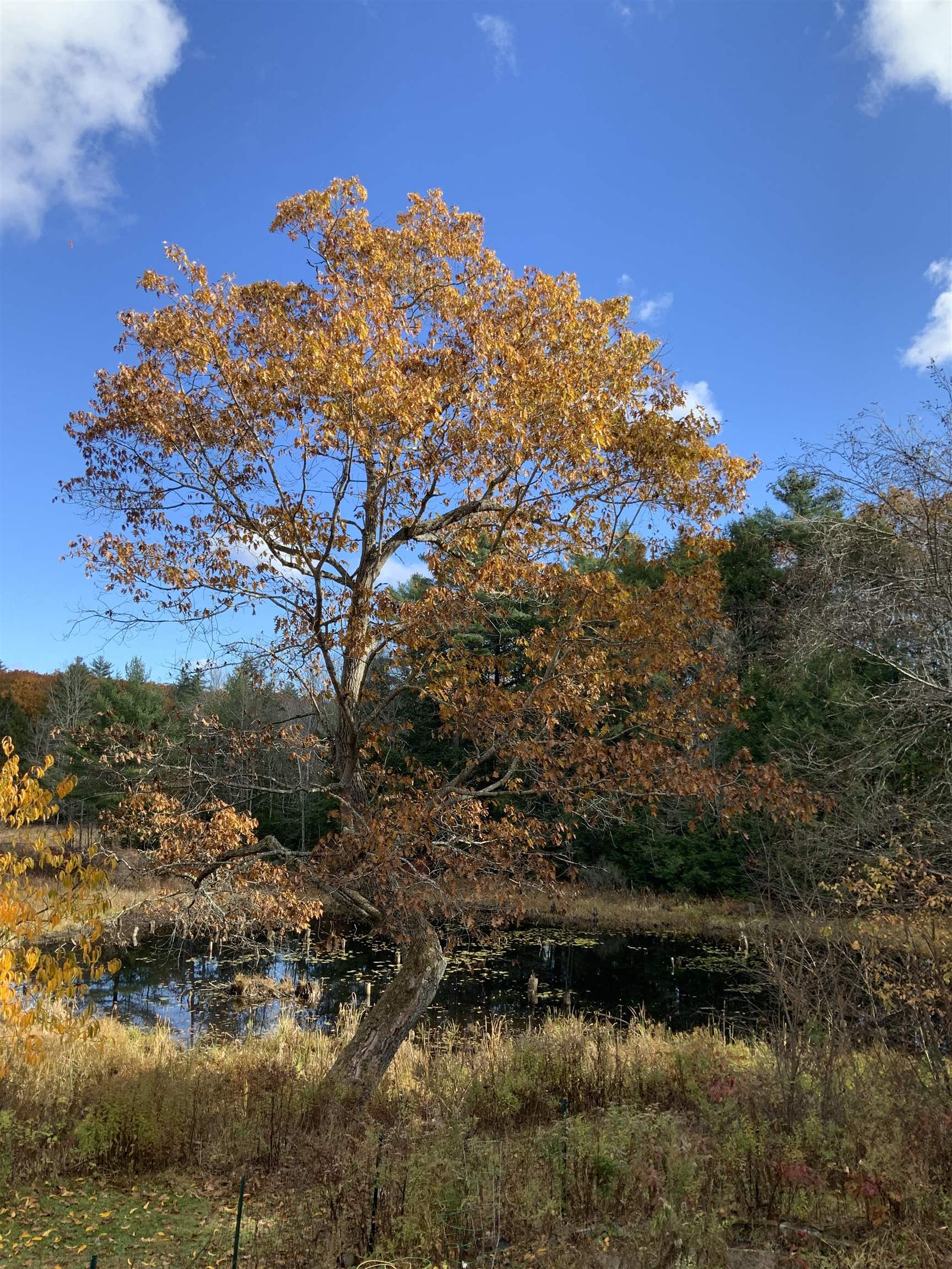 17 Prospect Mountain Road Alton, NH 03809 - Photo 10 of 44