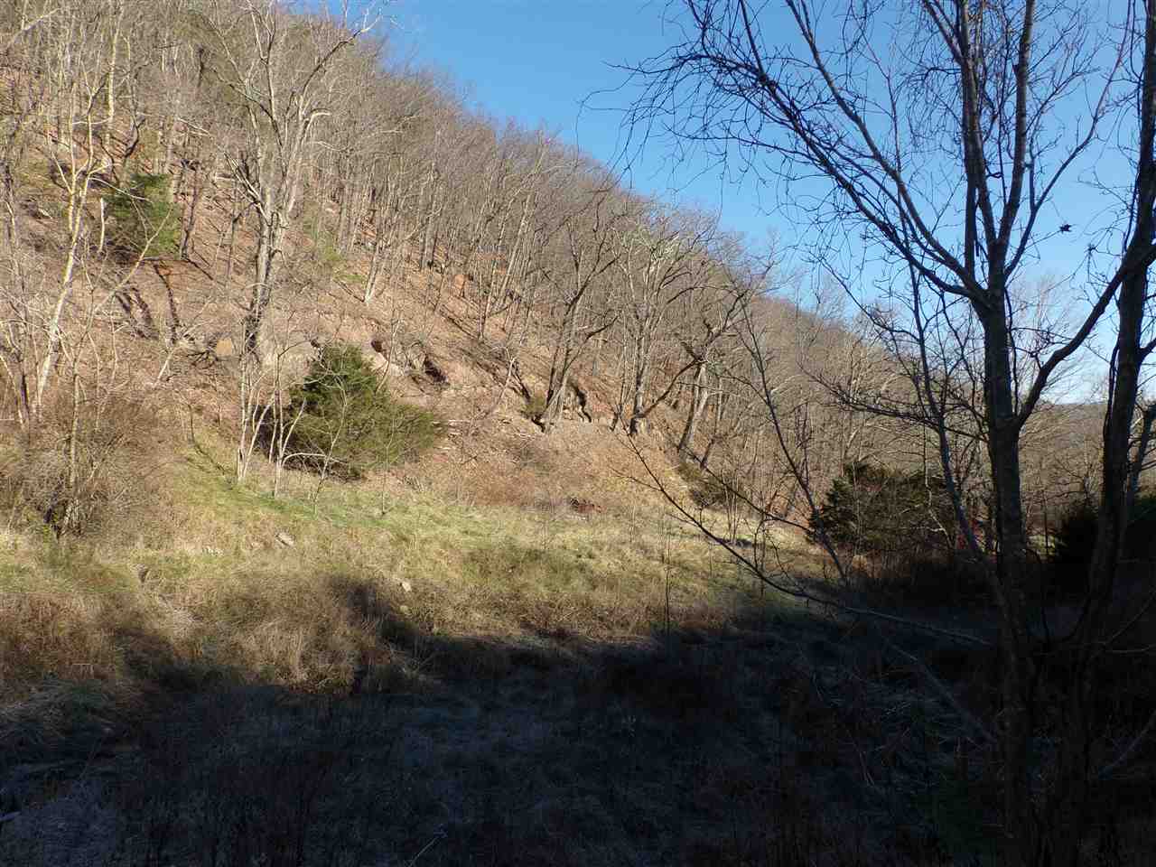 22971 Bennett Run Road Bergton, VA 22811 - Photo 11 of 24 a view of forest