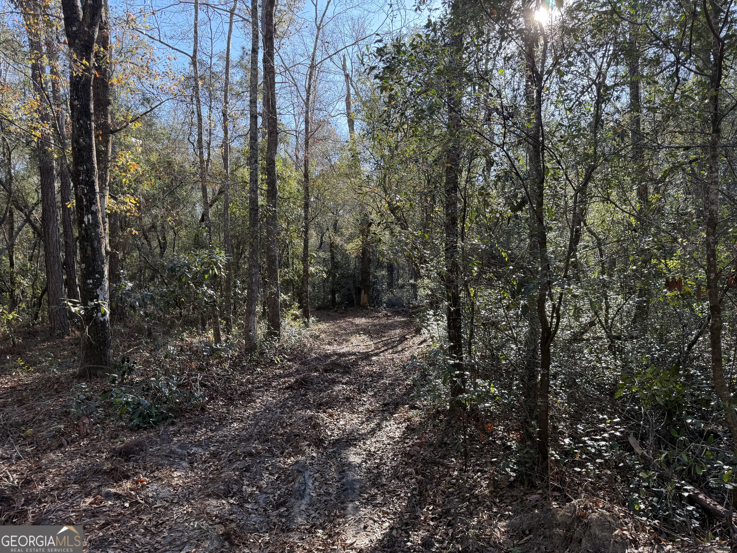 3833 Old Louisville Road Guyton, GA 31312 - Photo 1 of 6 a view of a forest with trees