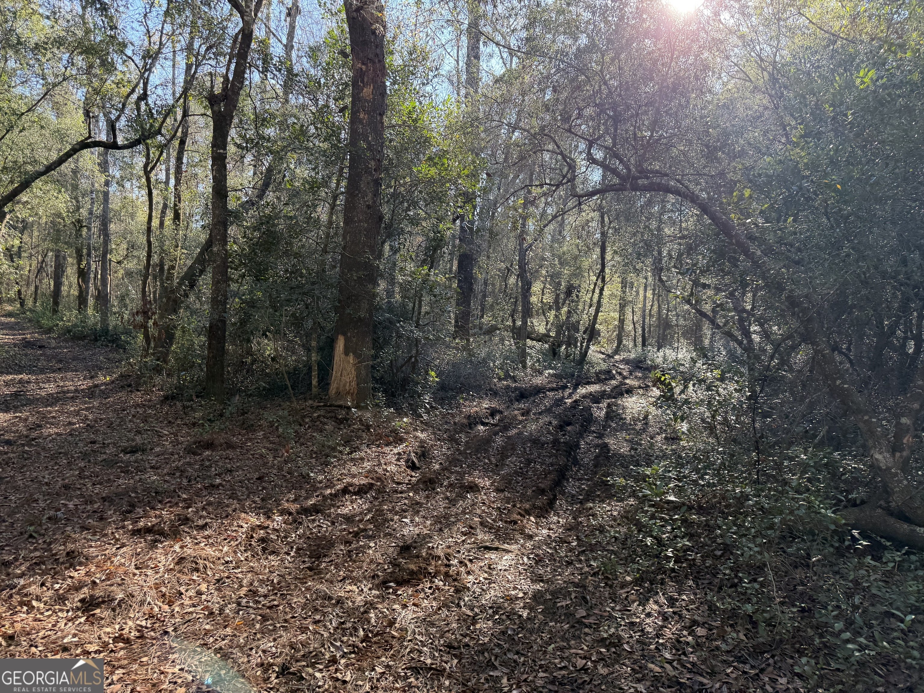 3833 Old Louisville Road Guyton, GA 31312 - Photo 2 of 6 a view of a forest with trees in the background