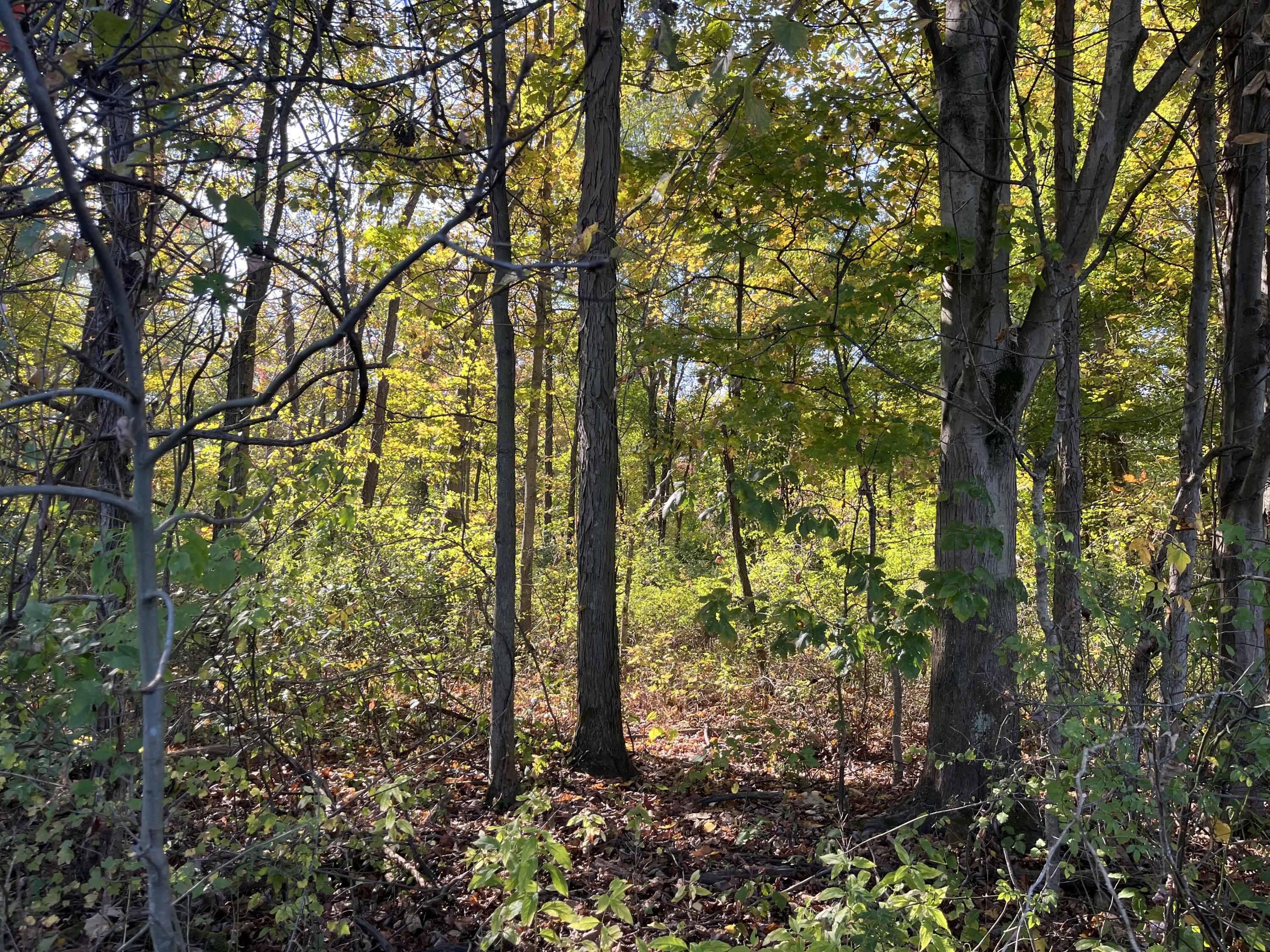 W Street Lawrence, MI 49064 - Photo 5 of 10 IMG_4699