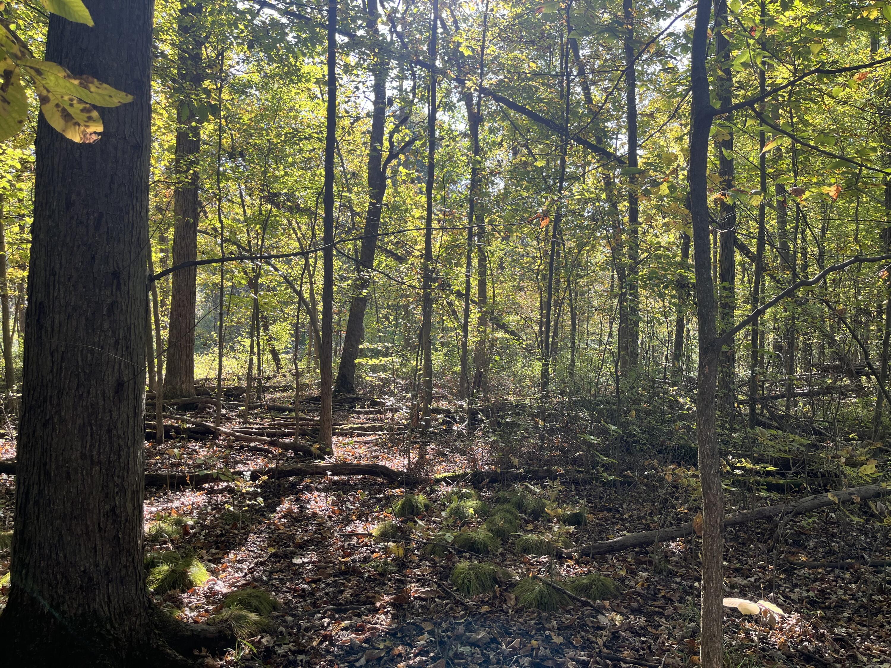 W Street Lawrence, MI 49064 - Photo 9 of 10 IMG_4702