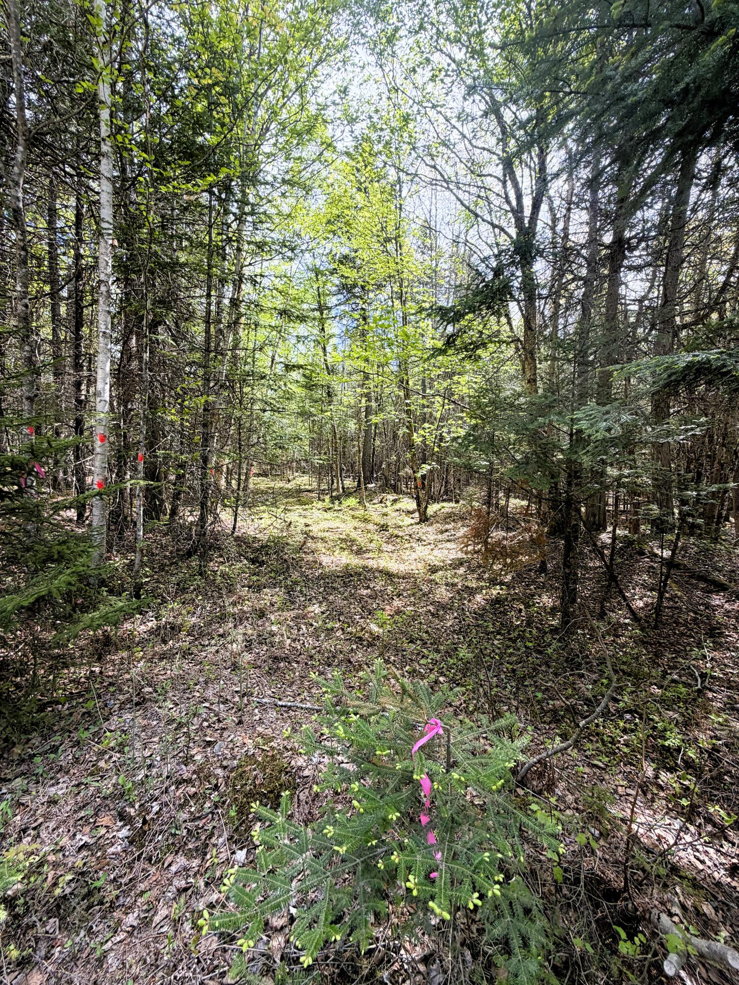 59 High Head Road East Machias, ME 04630 - Photo 9 of 11 59 HIGH HEAD RD 7