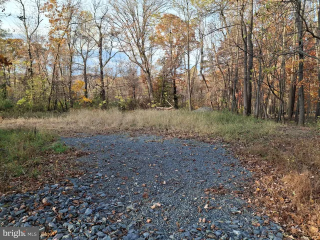 a view of a yard with trees